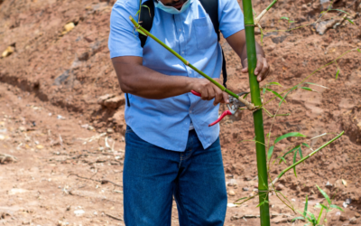 Bamboo Project