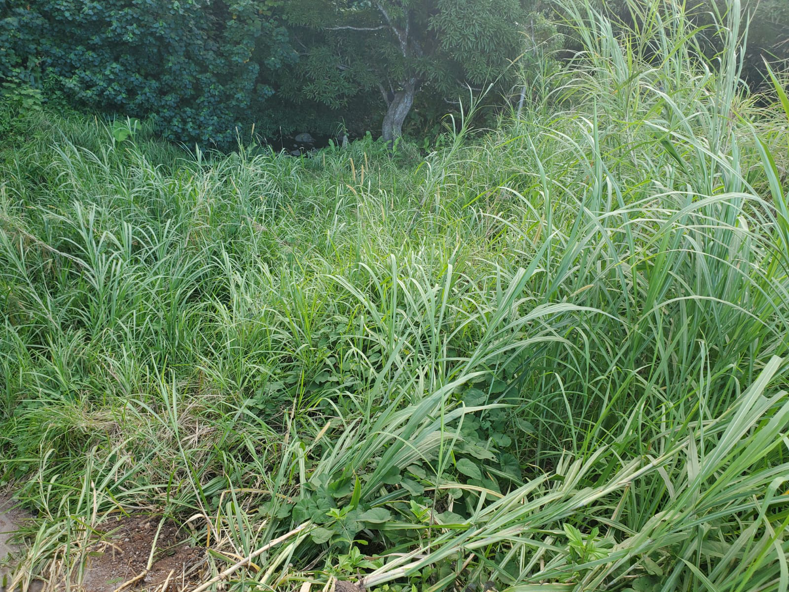 land2